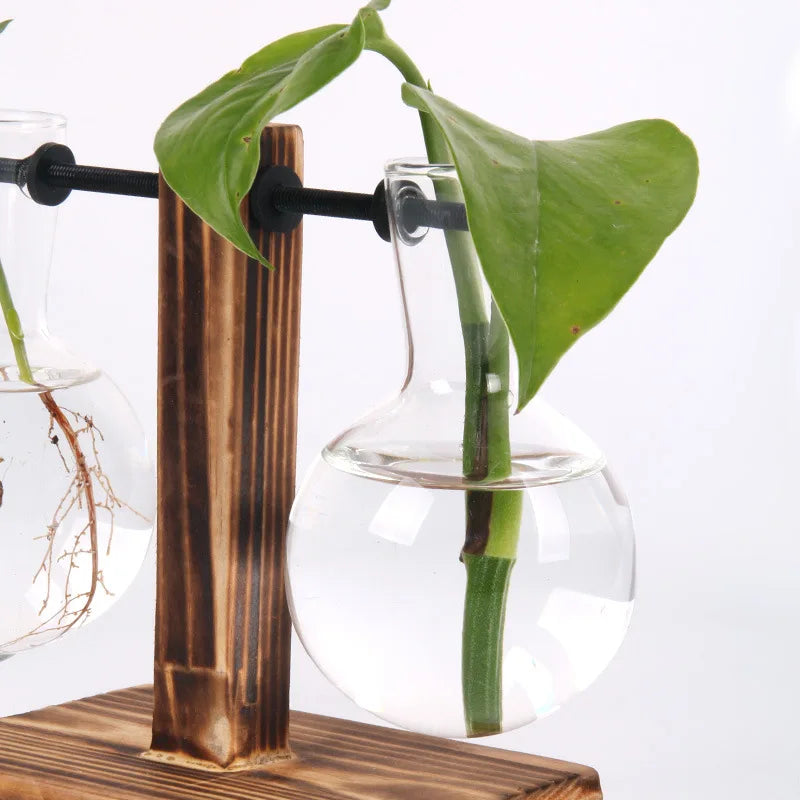 Decoração de vaso de vaso de terrário de plantas hidropônicas